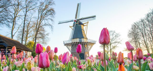 Farbenprächtiges Holland im Frühjahr: Grachten, Tulpen und (Ver-)Meer!