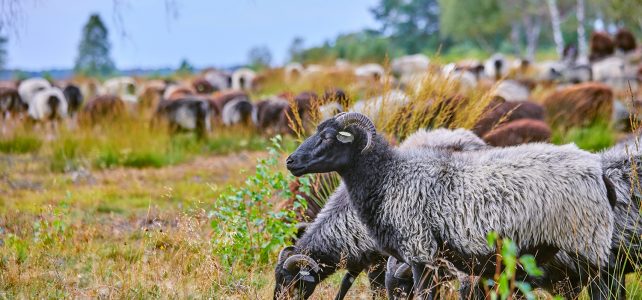 All Inclusive in der Lüneburger Heide zur besten Zeit