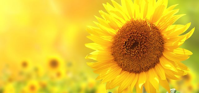 Reiseüberraschungspaket im Sommer